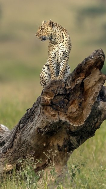 depth of field Animal leopard Phone Wallpaper