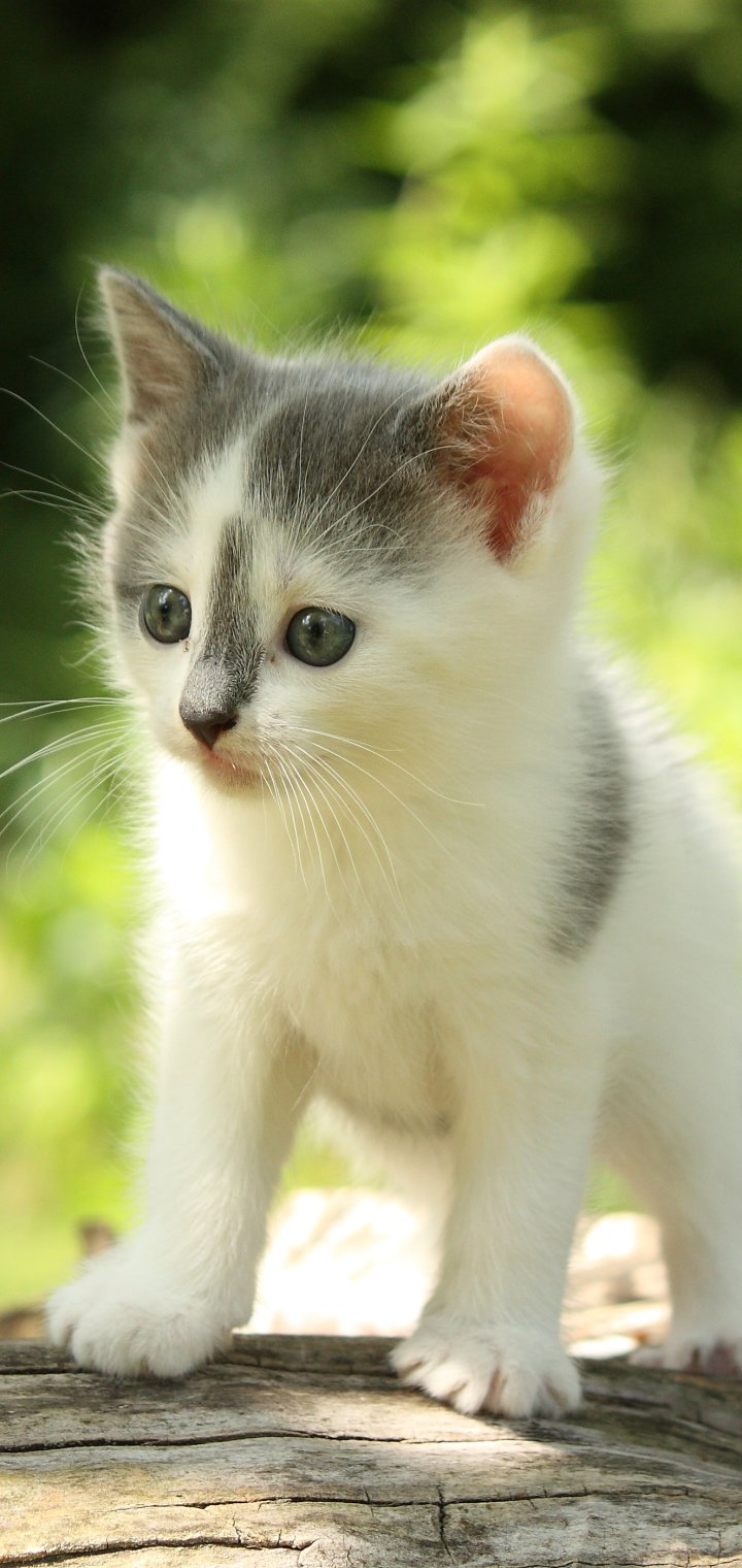 Phone wallpaper of a white-and-gray kitten (cat, baby animal) standing on a log with soft green bokeh background.