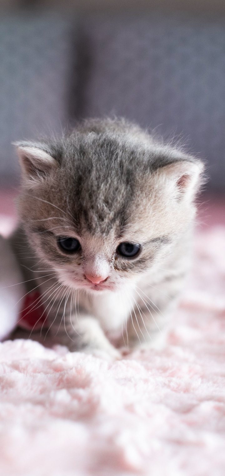 Vertical phone wallpaper: close-up of a gray tabby kitten — a small animal cat — perched on a fluffy pink blanket.