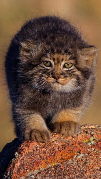  Pallas's cat cub about 2 months old in Mongolia by Otgonbayar Baatargal