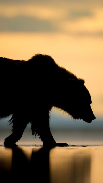 sunset Alaska silhouette Animal bear Phone Wallpaper