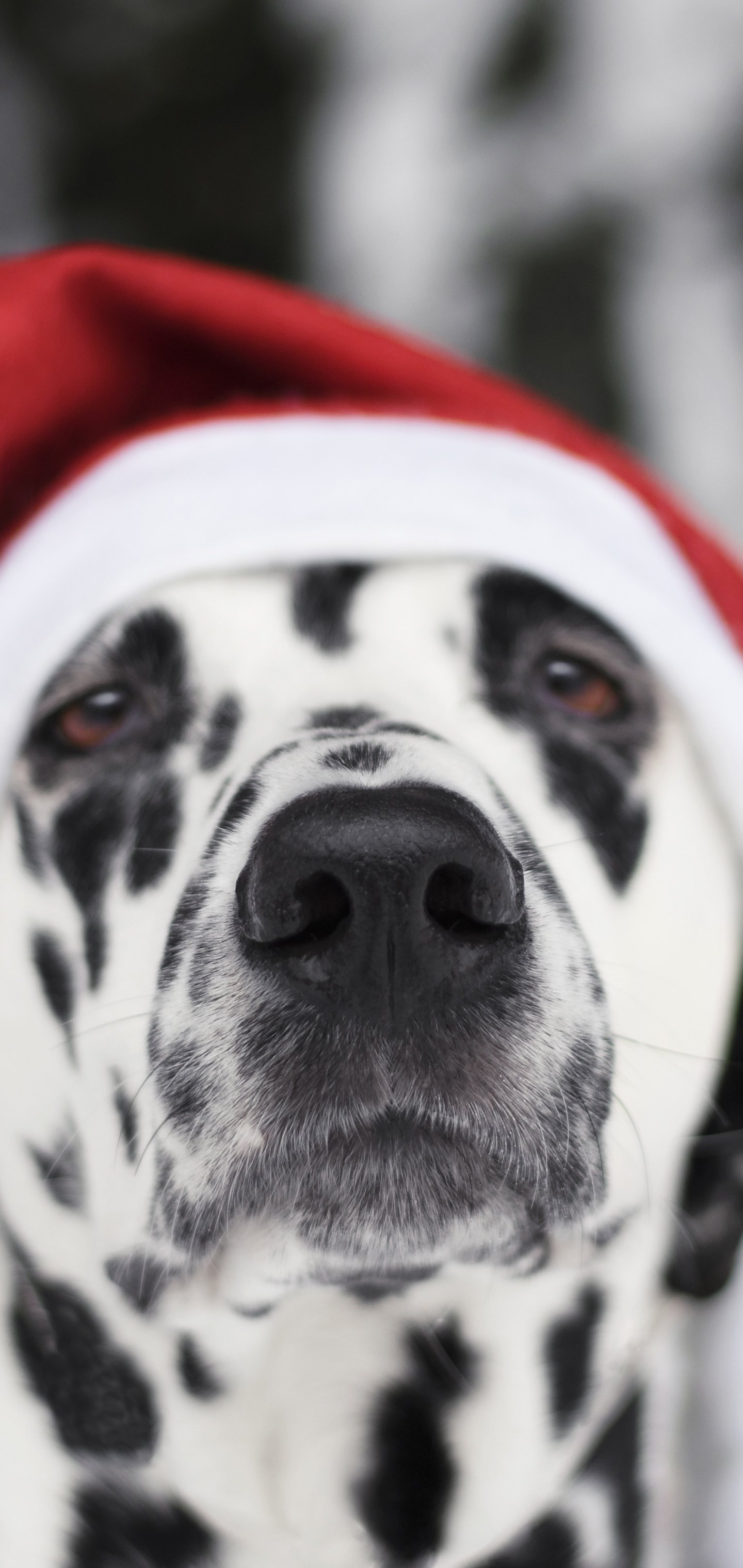 Download Santa Hat Muzzle Dog Animal Dalmatian Phone Wallpaper