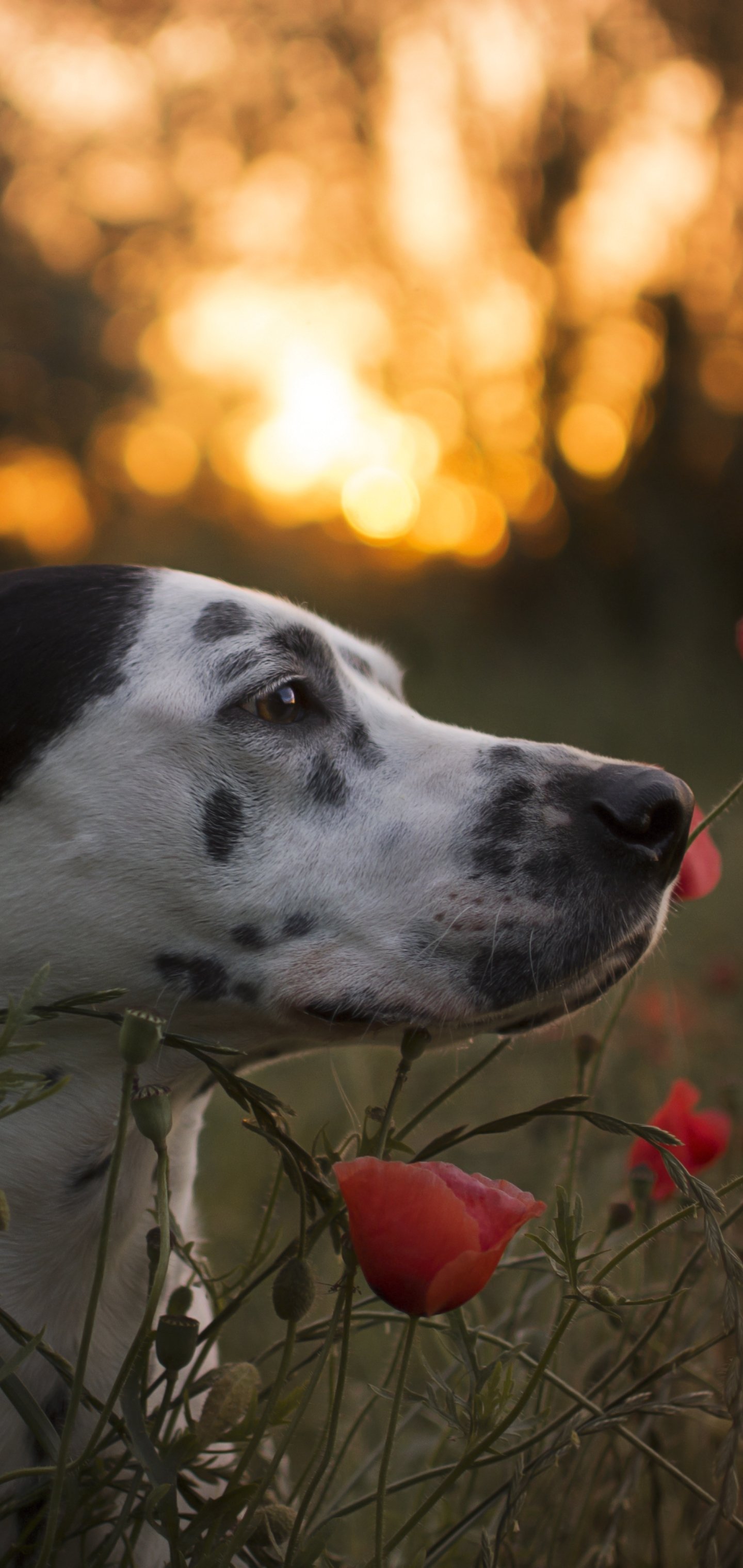 Download Red Flower Summer Flower Poppy Bokeh Muzzle Dog Animal Dalmatian Phone Wallpaper