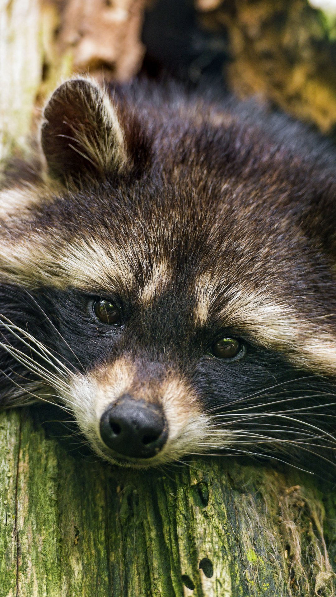 Phone wallpaper close-up of a raccoon (animal) resting its head on a mossy tree trunk, soft fur and soulful eyes filling the frame.