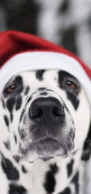 santa hat muzzle dog Animal dalmatian Phone Wallpaper