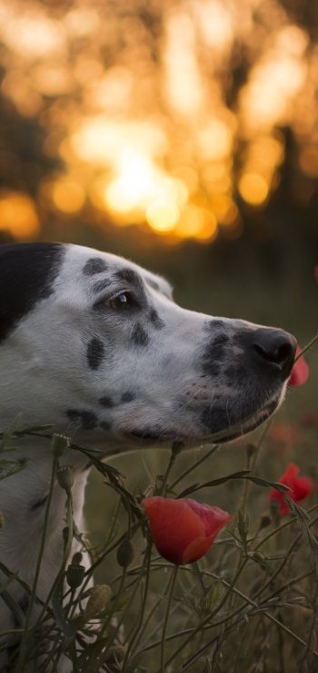 red flower summer flower poppy bokeh muzzle dog Animal dalmatian Phone Wallpaper