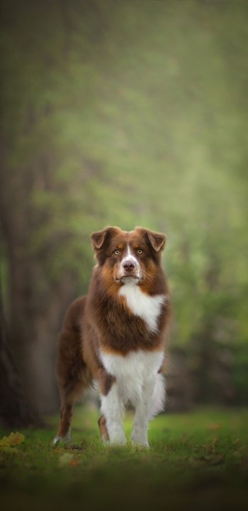 depth of field Animal dog Phone Wallpaper