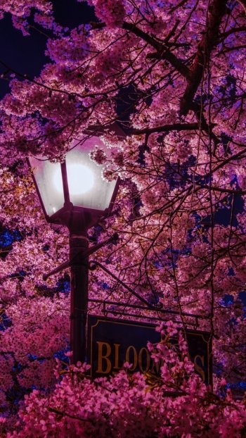  Sakura Tree at Night