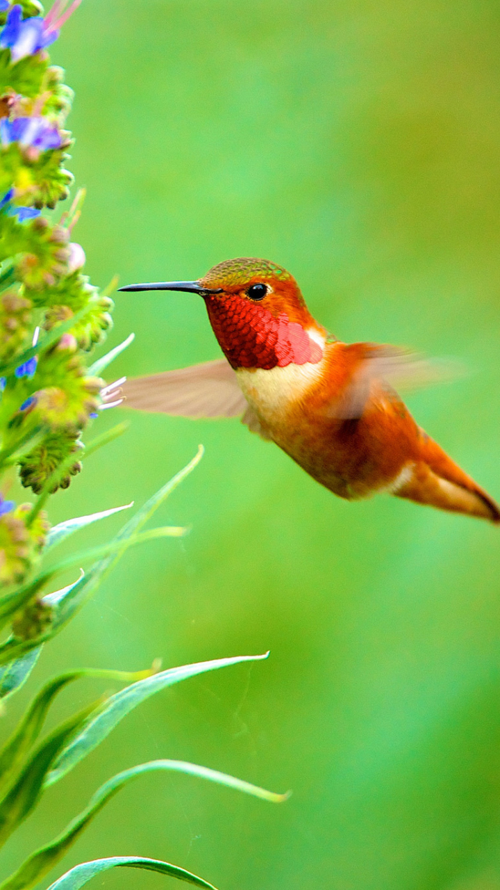 Hummingbird Wallpaper Background 70 images