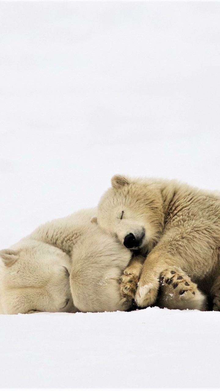 Sleeping Polar Bears