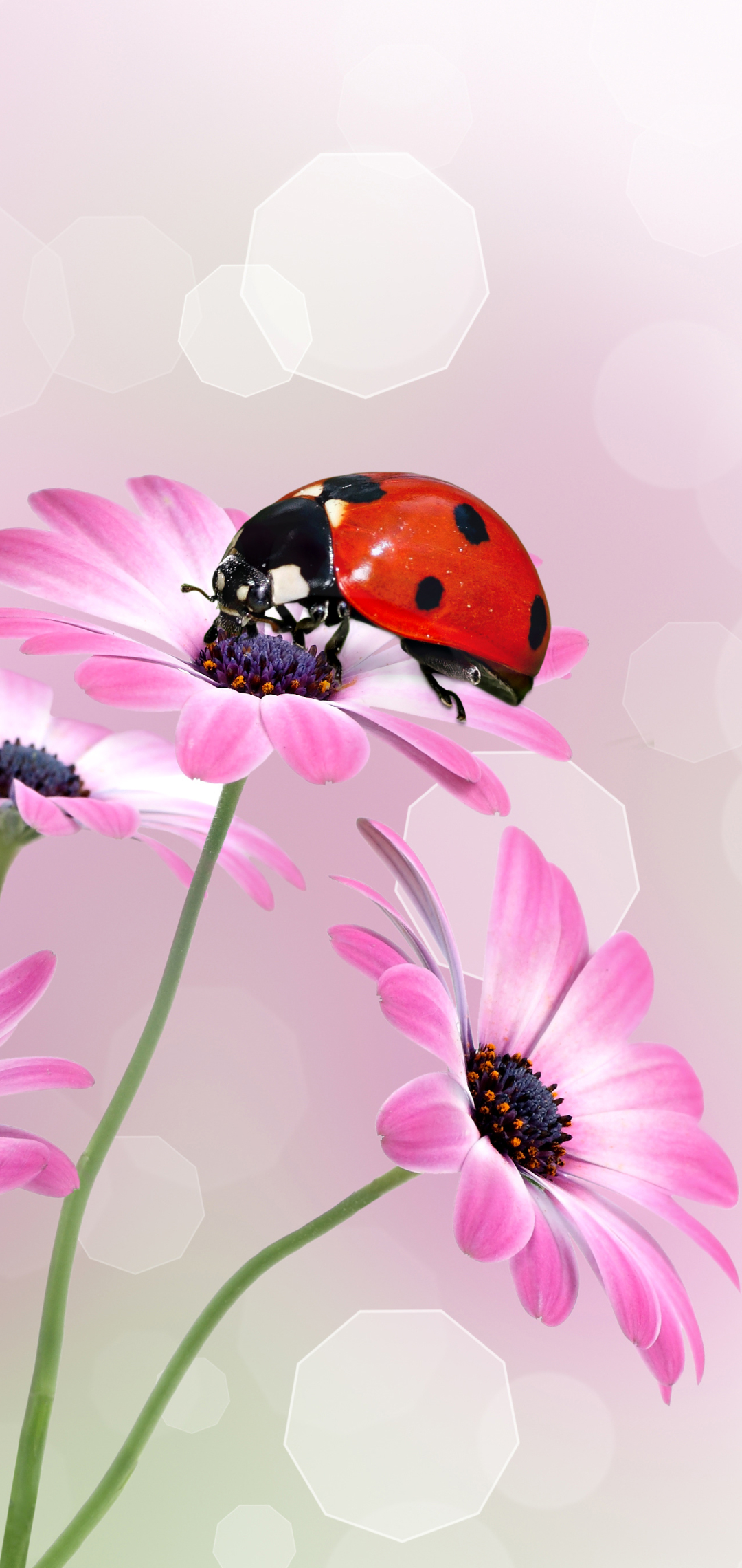 Ladybug Wallpaper (72+ images)
