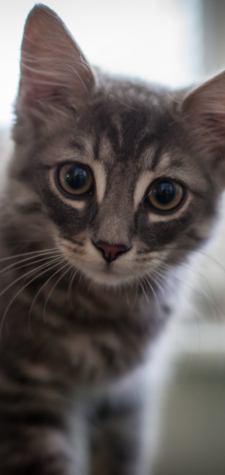 Download Kitten Animal Cat Phone Wallpaper
