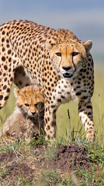 baby animal cub Animal cheetah Phone Wallpaper