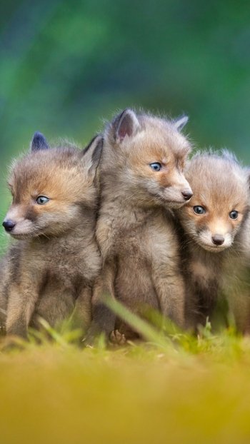 cub baby animal Animal fox Phone Wallpaper