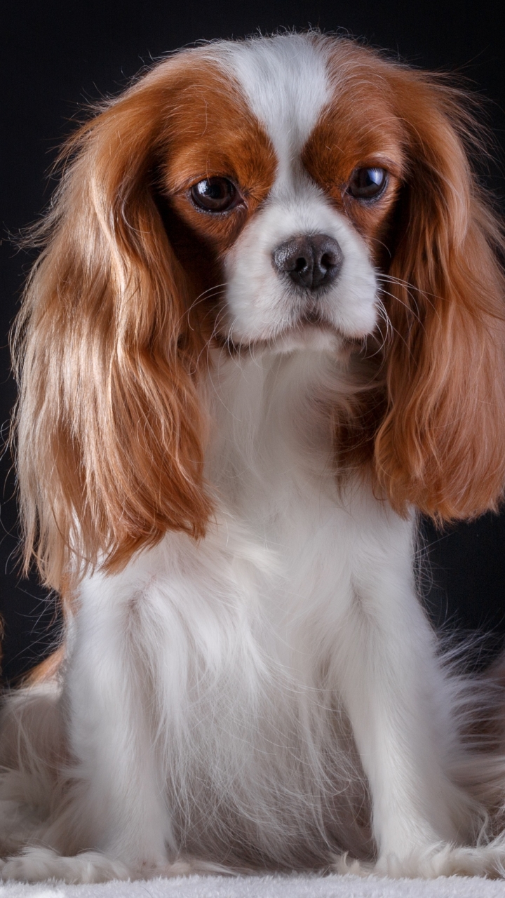 King Charles Cavalier Spaniel and her Puppies