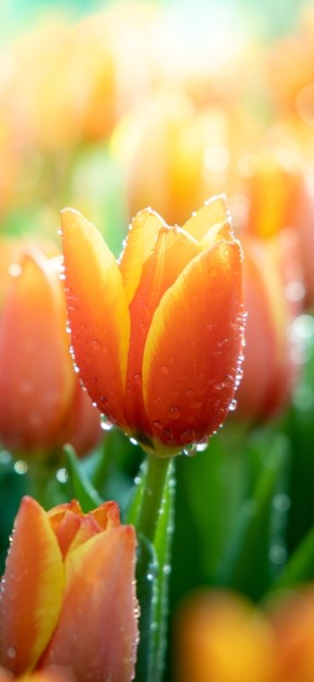 orange flower nature macro tulip Phone Wallpaper