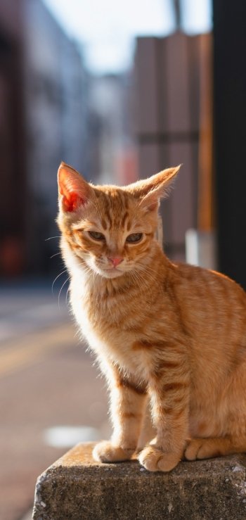depth of field Animal cat Phone Wallpaper