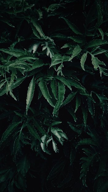  Dark Green Leaves
