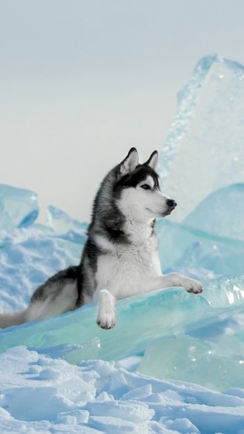 ice dog Animal siberian husky Phone Wallpaper