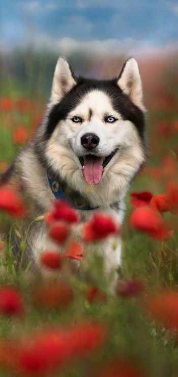 depth of field red flower poppy summer dog Animal husky Phone Wallpaper