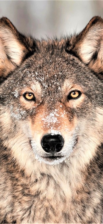 stare Animal wolf Phone Wallpaper