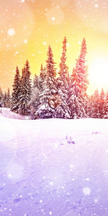  The Light Upon Snow Covered Trees