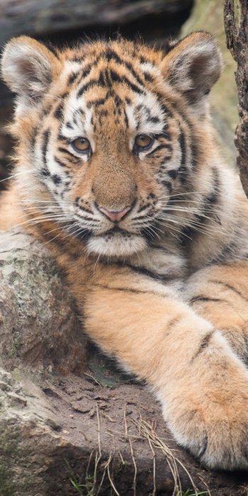  Tiger Cub