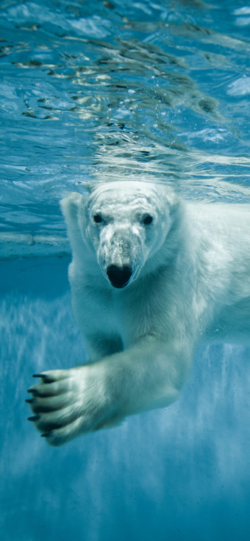 Polar Bear Taking a Swim