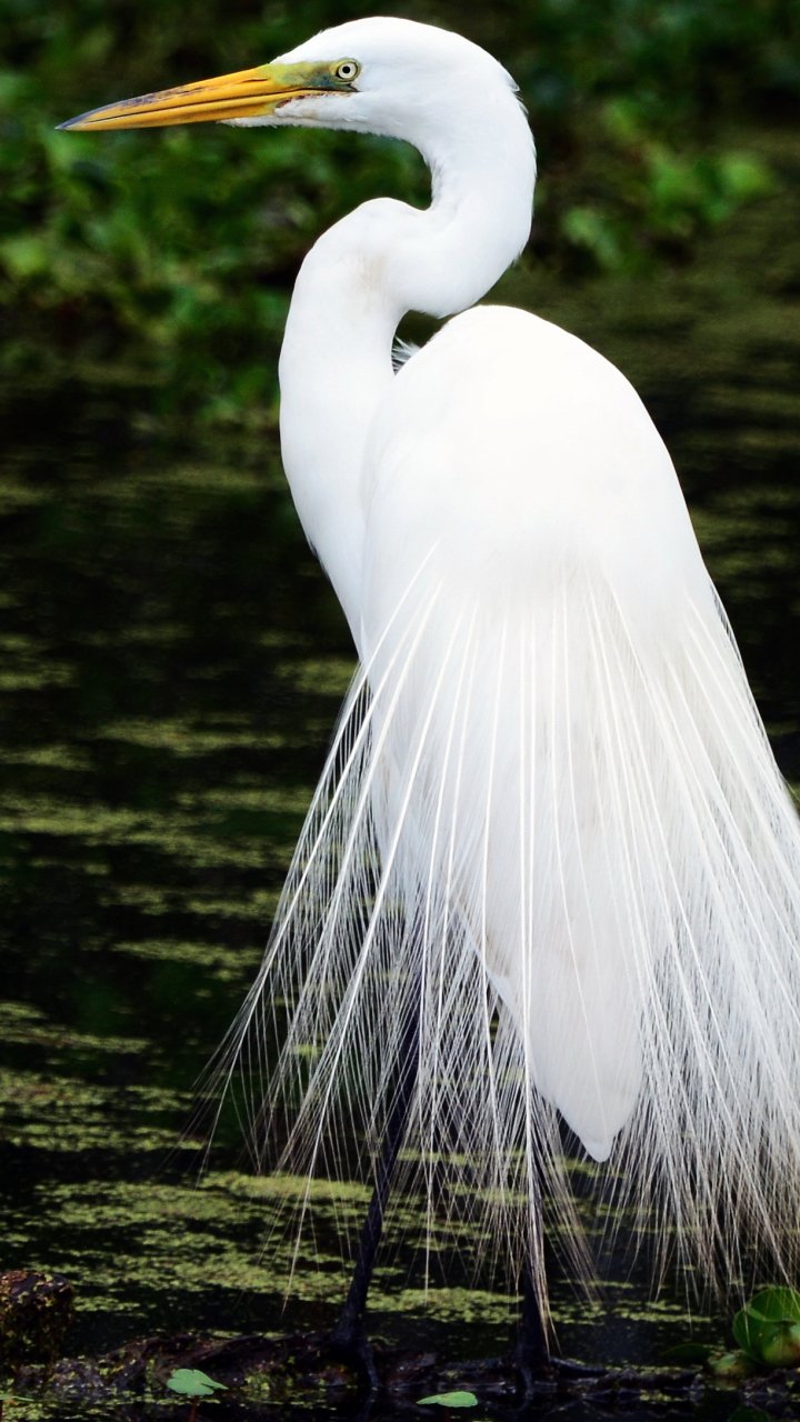 Egret Phone Wallpapers