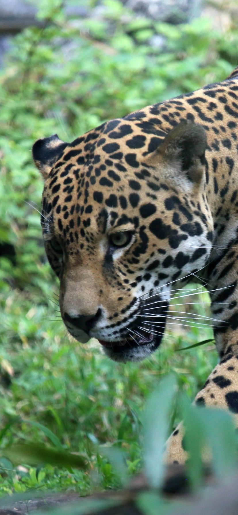 Download Animal Jaguar Phone Wallpaper