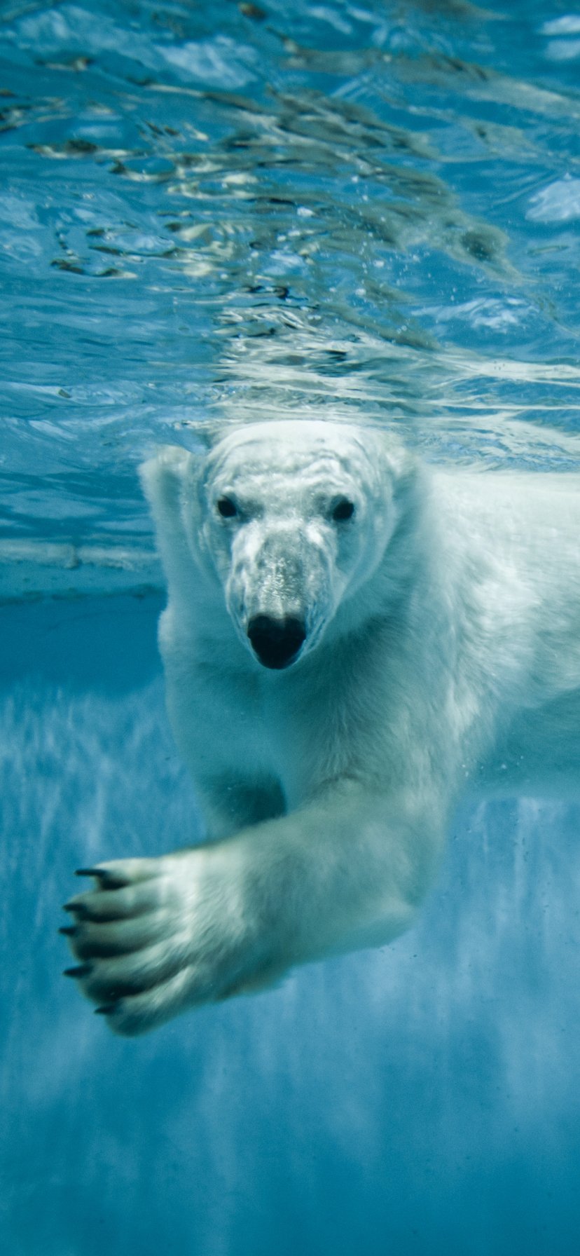 Download Animal Polar Bear Phone Wallpaper