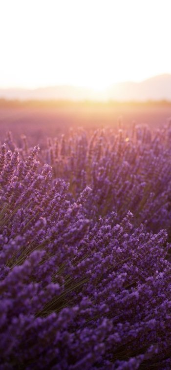  Lavender Field At Sunset