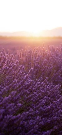 Lavender Aesthetic Wallpapers for a Soothing Phone Background  The Mood  Guide