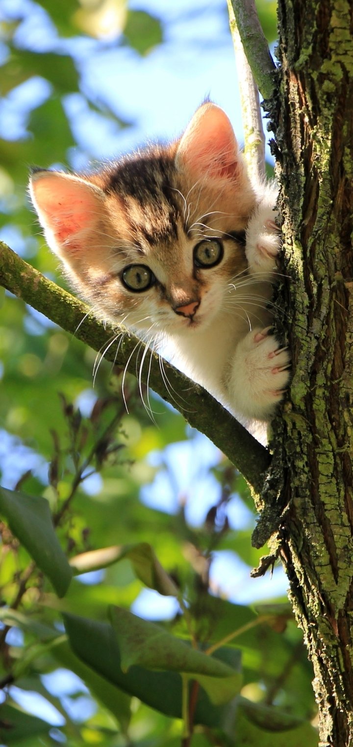 Download Kitten Baby Animal Animal Cat Phone Wallpaper
