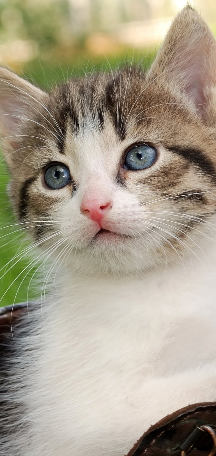 Download Kitten Animal Cat Phone Wallpaper