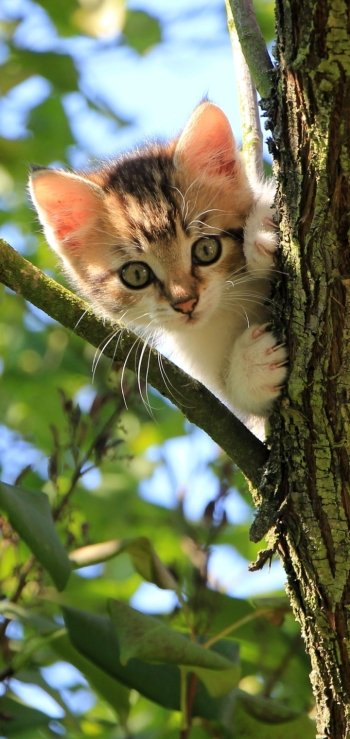 kitten baby animal Animal cat Phone Wallpaper