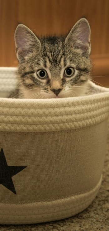 baby animal kitten Animal cat Phone Wallpaper
