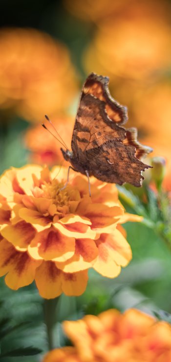  Butterfly on Marigold
