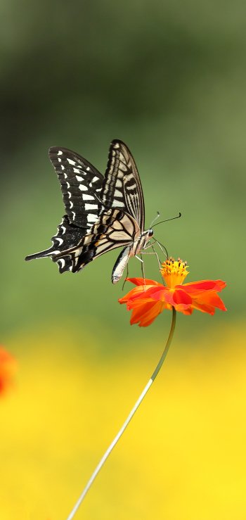 summer blur flower insect Animal butterfly Phone Wallpaper