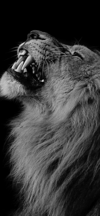 Black & White Animal lion Phone Wallpaper