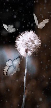 Phone Wallpaper ID: 846172