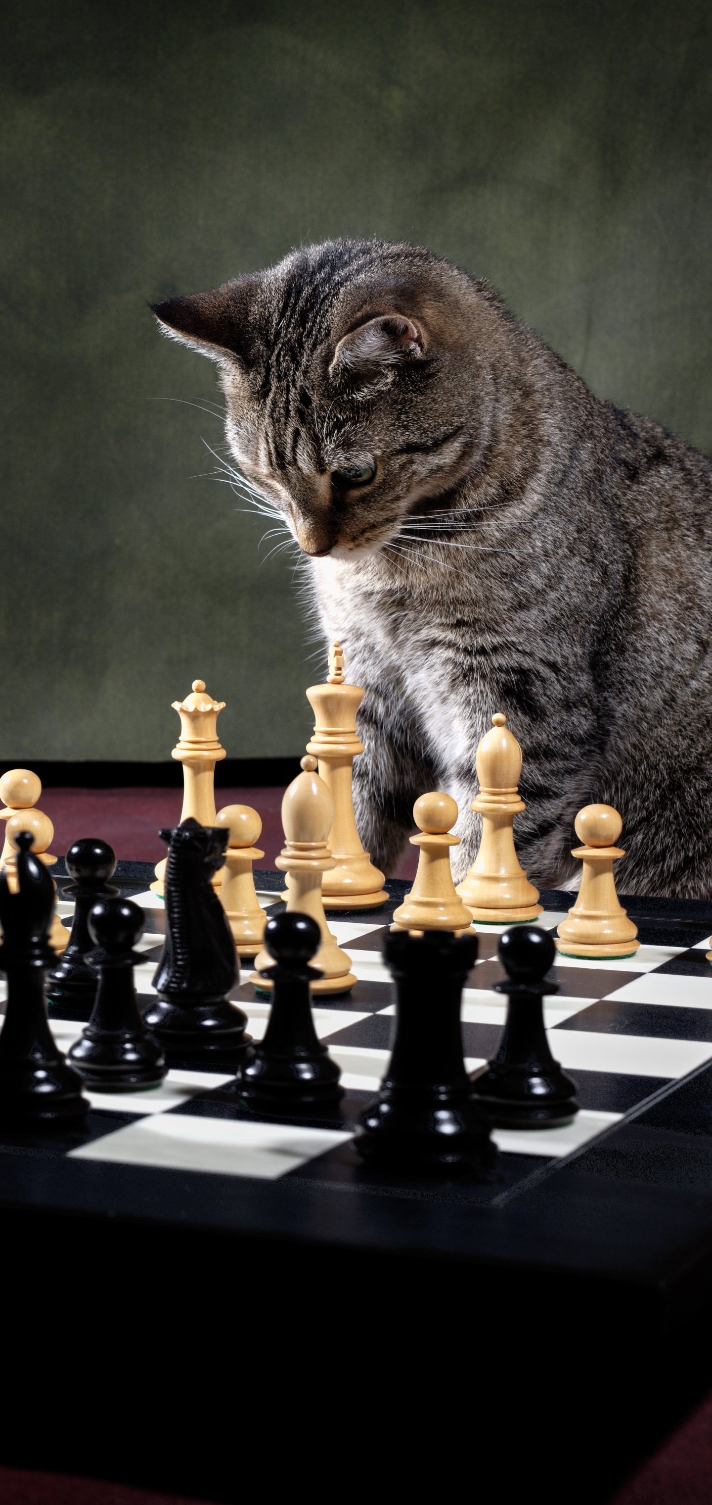 Download Chess Animal Cat Phone Wallpaper
