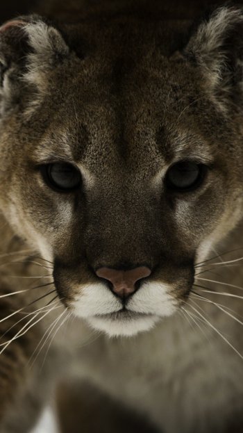 Animal cougar Phone Wallpaper