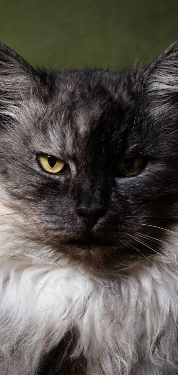 stare Animal cat Phone Wallpaper