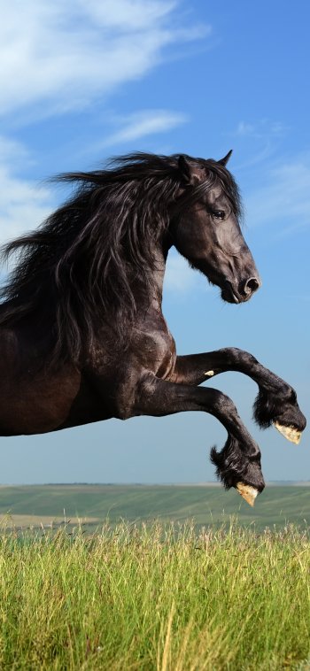 horse Animal Friesian horse Phone Wallpaper
