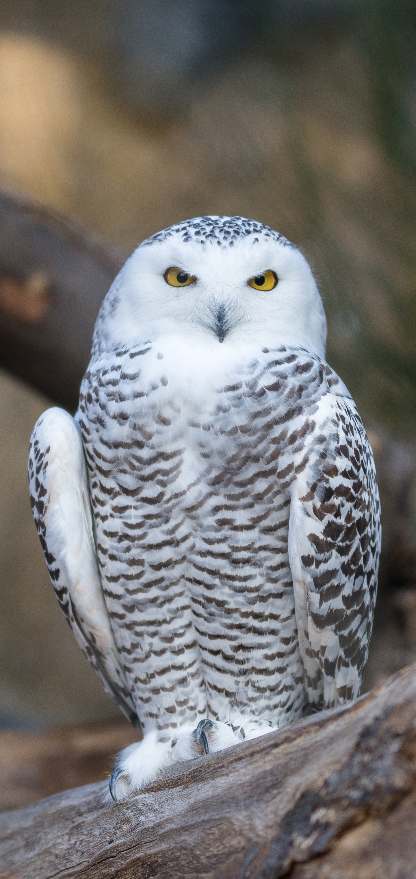 Snowy Owl Phone Wallpaper - Mobile Abyss