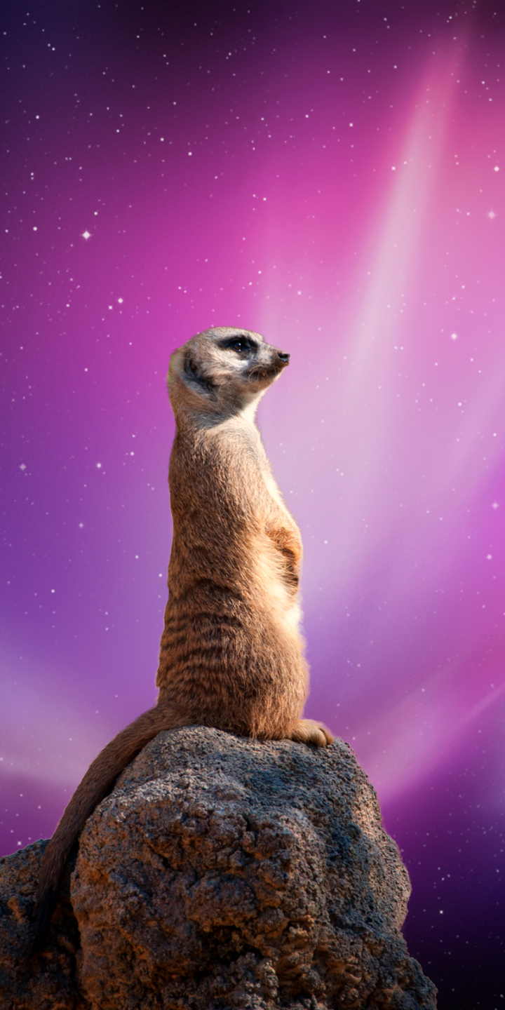 Meerkat on the Lookout by dlbdata