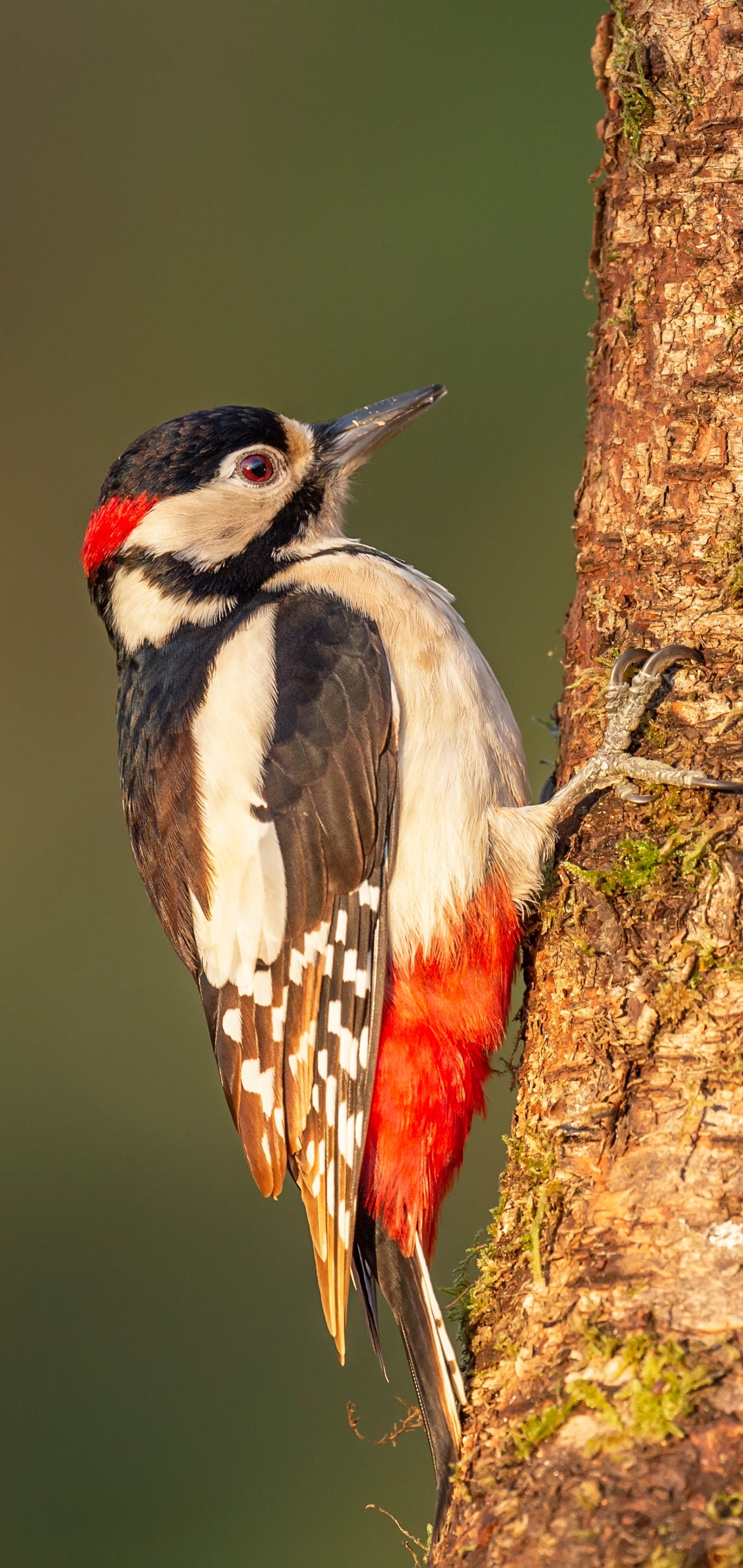 Woodpecker Phone Wallpaper