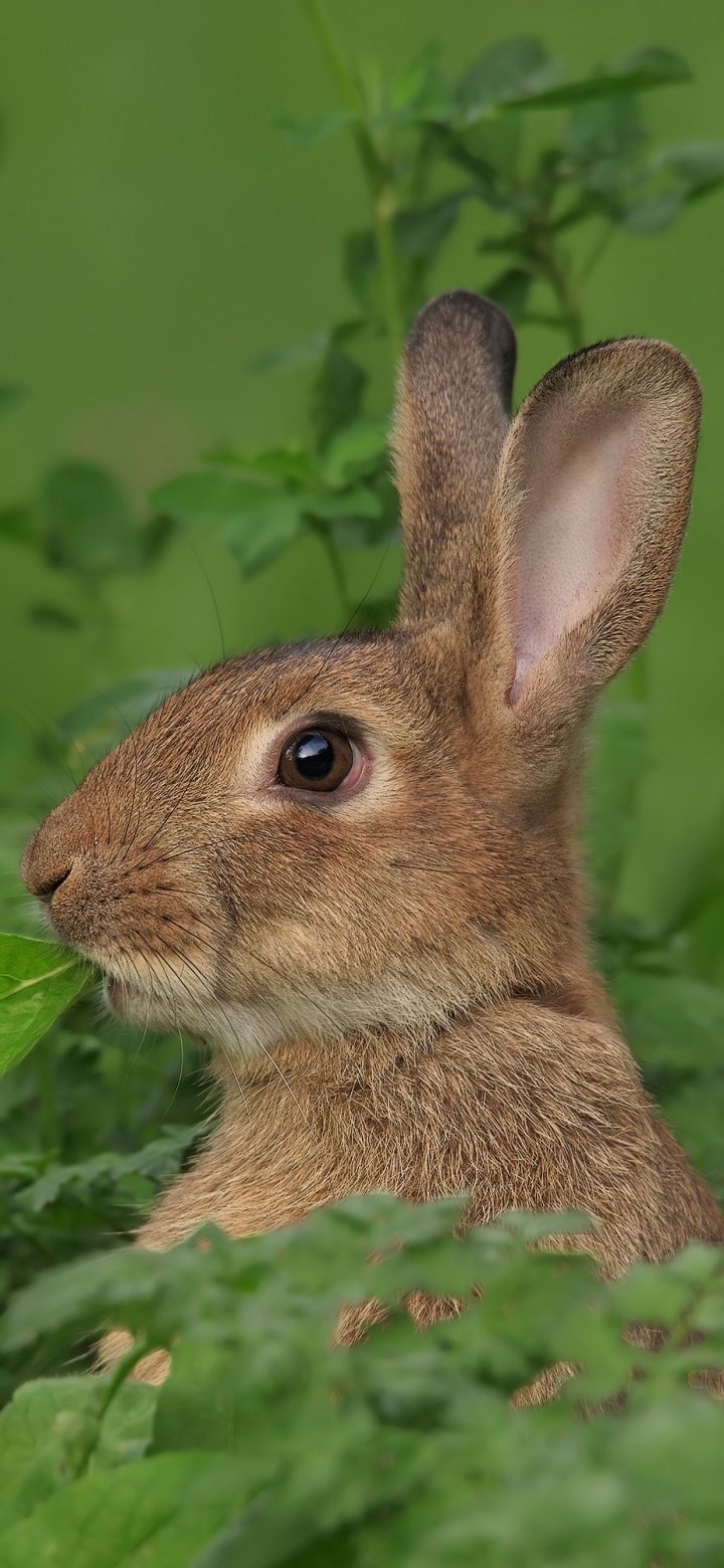 Greenery Phone Wallpapers