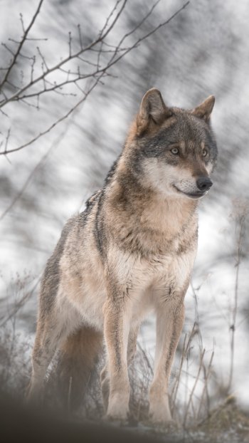 Animal wolf Phone Wallpaper